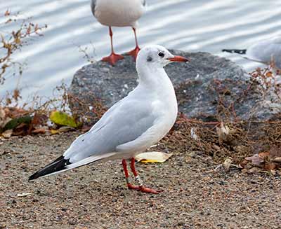 Black-headed Gull (Chroicocephalus ridibundus) [Christianshavns vold og voldgrav, Denmark]
