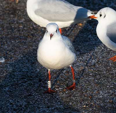 Black-headed Gull (Chroicocephalus ridibundus) [Christianshavns vold og voldgrav, Denmark]