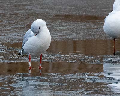 Black-headed Gull (Chroicocephalus ridibundus) [Christianshavns vold og voldgrav, Denmark]