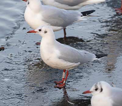 Black-headed Gull (Chroicocephalus ridibundus) [Christianshavns vold og voldgrav, Denmark]