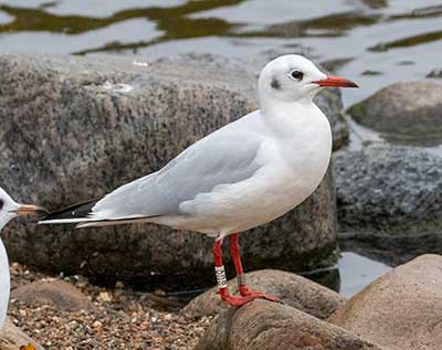 Black-headed Gull (Chroicocephalus ridibundus) [Christianshavns vold og voldgrav, Denmark]