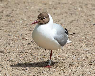 Black-headed Gull (Chroicocephalus ridibundus) [Christianshavns vold og voldgrav, Denmark]