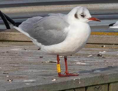 Black-headed Gull