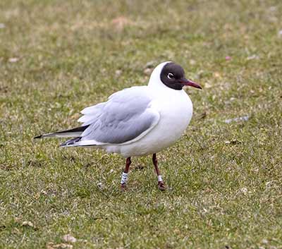 Black-headed Gull (Chroicocephalus ridibundus) [Frederiksberg Have, Denmark]