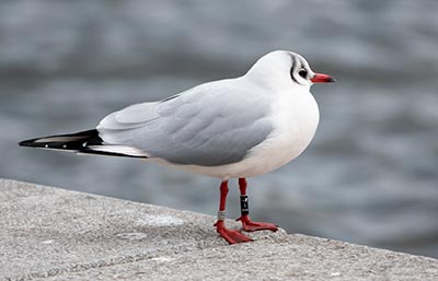 Black-headed Gull (Chroicocephalus ridibundus) [Søerne (København), Denmark]