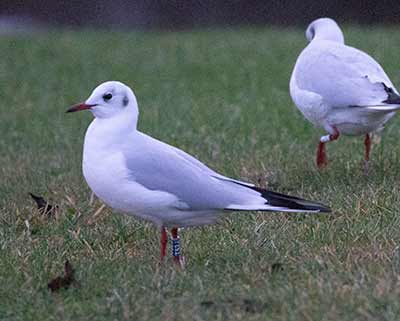 Black-headed Gull (Chroicocephalus ridibundus) [Amager Strandpark, Denmark]