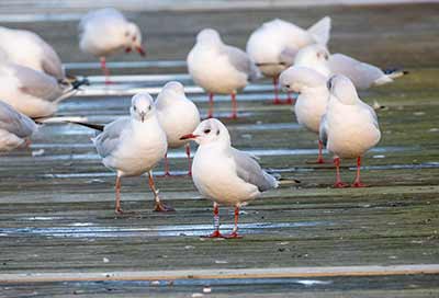Black-headed Gull (Chroicocephalus ridibundus) [Amager Strandpark, Denmark]