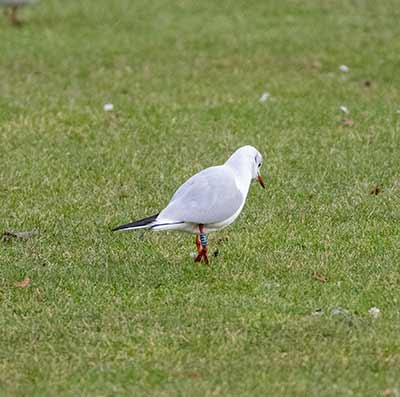 Black-headed Gull (Chroicocephalus ridibundus) [Amager Strandpark, Denmark]