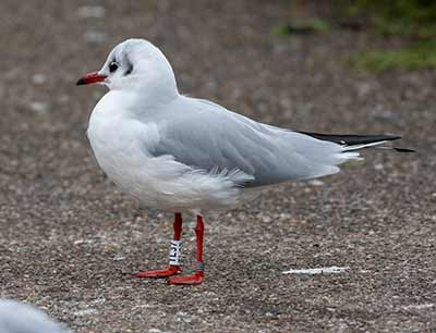 Black-headed Gull (Chroicocephalus ridibundus) [Dragør, Denmark]