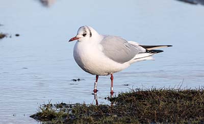Black-headed Gull (Chroicocephalus ridibundus) [Amager Strandpark, Denmark]