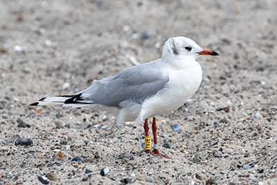 Black-headed Gull (Chroicocephalus ridibundus) [Amager Strandpark, Denmark]