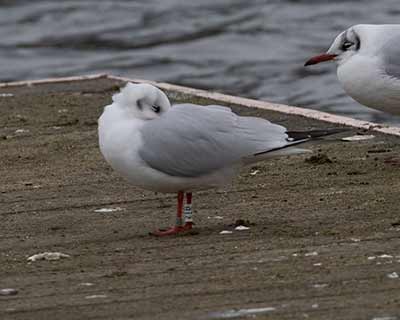 Black-headed Gull (Chroicocephalus ridibundus) [Søerne (København), Denmark]