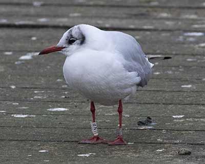 Black-headed Gull (Chroicocephalus ridibundus) [Søerne (København), Denmark]