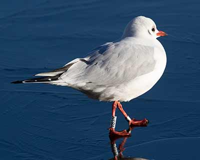 Black-headed Gull (Chroicocephalus ridibundus) [Søerne (København), Denmark]