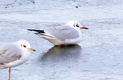 Black-headed Gull (Chroicocephalus ridibundus) [Christianshavns vold og voldgrav, Denmark]