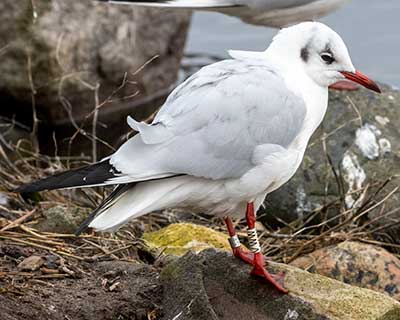 Black-headed Gull (Chroicocephalus ridibundus) [Christianshavns vold og voldgrav, Denmark]