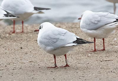 Black-headed Gull (Chroicocephalus ridibundus) [Christianshavns vold og voldgrav, Denmark]