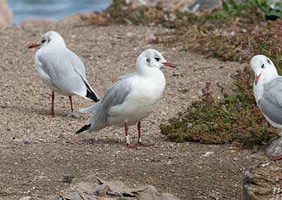 Black-headed Gull (Chroicocephalus ridibundus) [Christianshavns vold og voldgrav, Denmark]