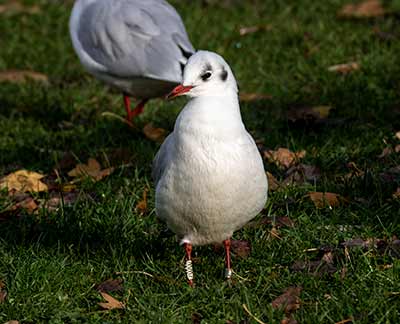 Black-headed Gull (Chroicocephalus ridibundus) [Tårnby Bypark, Denmark]