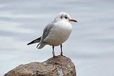 Black-headed Gull (Chroicocephalus ridibundus) [Christianshavns vold og voldgrav, Denmark]