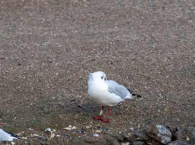 Black-headed Gull (Chroicocephalus ridibundus) [Christianshavns vold og voldgrav, Denmark]