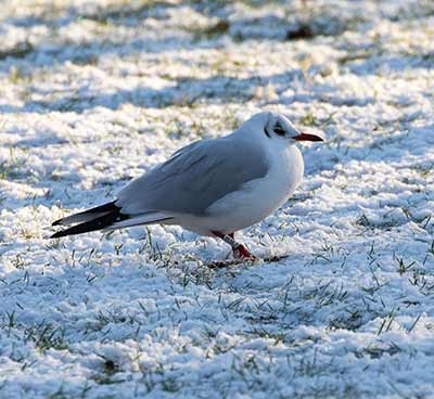 Black-headed Gull (Chroicocephalus ridibundus) [Tårnby Bypark, Denmark]