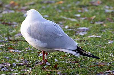 Black-headed Gull (Chroicocephalus ridibundus) [Tårnby Bypark, Denmark]