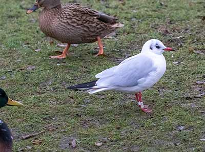 Black-headed Gull (Chroicocephalus ridibundus) [Tårnby Bypark, Denmark]