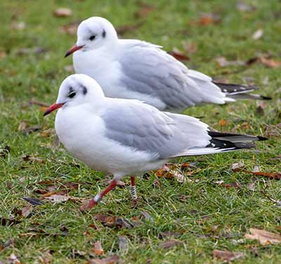 Black-headed Gull (Chroicocephalus ridibundus) [Tårnby Bypark, Denmark]