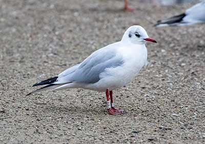 Black-headed Gull (Chroicocephalus ridibundus) [Christianshavns vold og voldgrav, Denmark]