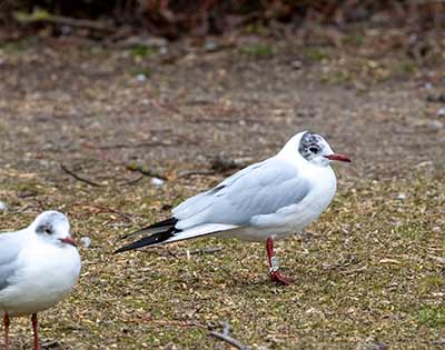 Black-headed Gull (Chroicocephalus ridibundus) [Christianshavns vold og voldgrav, Denmark]