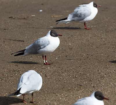 Black-headed Gull (Chroicocephalus ridibundus) [Christianshavns vold og voldgrav, Denmark]