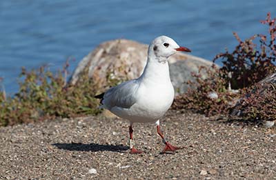 Black-headed Gull (Chroicocephalus ridibundus) [Christianshavns vold og voldgrav, Denmark]