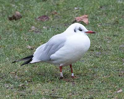 Black-headed Gull (Chroicocephalus ridibundus) [Tårnby Bypark, Denmark]