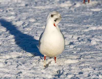 Black-headed Gull (Chroicocephalus ridibundus) [Tårnby Bypark, Denmark]