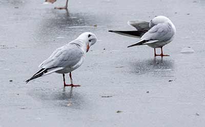 Black-headed Gull (Chroicocephalus ridibundus) [Søerne (København), Denmark]
