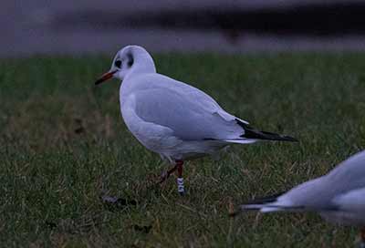 Black-headed Gull (Chroicocephalus ridibundus) [Amager Strandpark, Denmark]