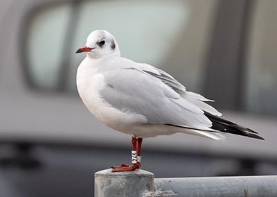 Black-headed Gull (Chroicocephalus ridibundus) [Kastrup Havn, Denmark]