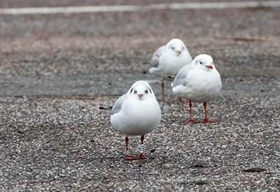 Black-headed Gull (Chroicocephalus ridibundus) [Kastrup Havn, Denmark]
