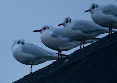 Black-headed Gull (Chroicocephalus ridibundus) [Kastrup Havn, Denmark]