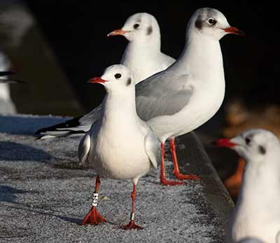 Black-headed Gull (Chroicocephalus ridibundus) [Søerne (København), Denmark]