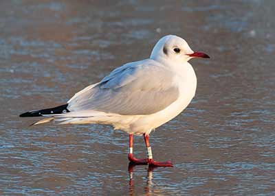 Black-headed Gull (Chroicocephalus ridibundus) [Christianshavns vold og voldgrav, Denmark]