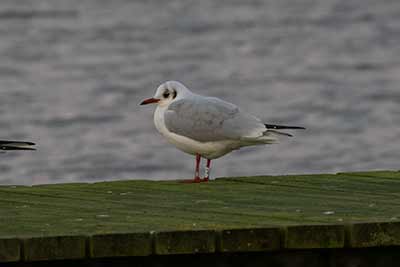 Black-headed Gull (Chroicocephalus ridibundus) [Søstjernen (Amager Strand), Denmark]