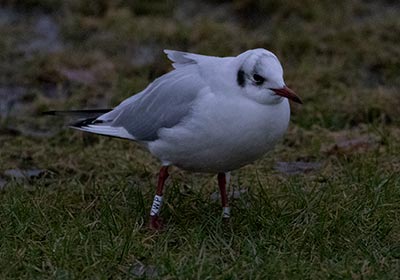 Black-headed Gull (Chroicocephalus ridibundus) [Amager Strandpark, Denmark]