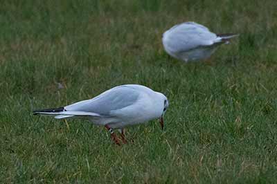 Black-headed Gull (Chroicocephalus ridibundus) [Amager Strandpark, Denmark]