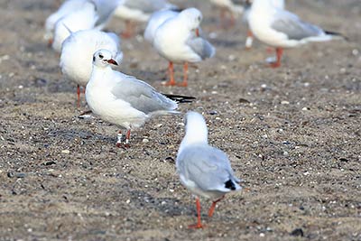 Black-headed Gull (Chroicocephalus ridibundus) [Amager Strandpark, Denmark]