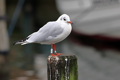 Black-headed Gull (Chroicocephalus ridibundus) [Dragør, Denmark]