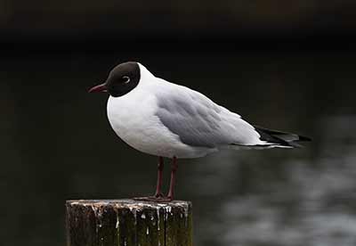 Black-headed Gull
