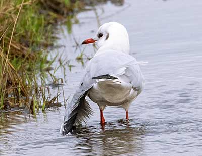 Black-headed Gull