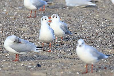 Black-headed Gull (Chroicocephalus ridibundus) [Amager Strandpark, Denmark]